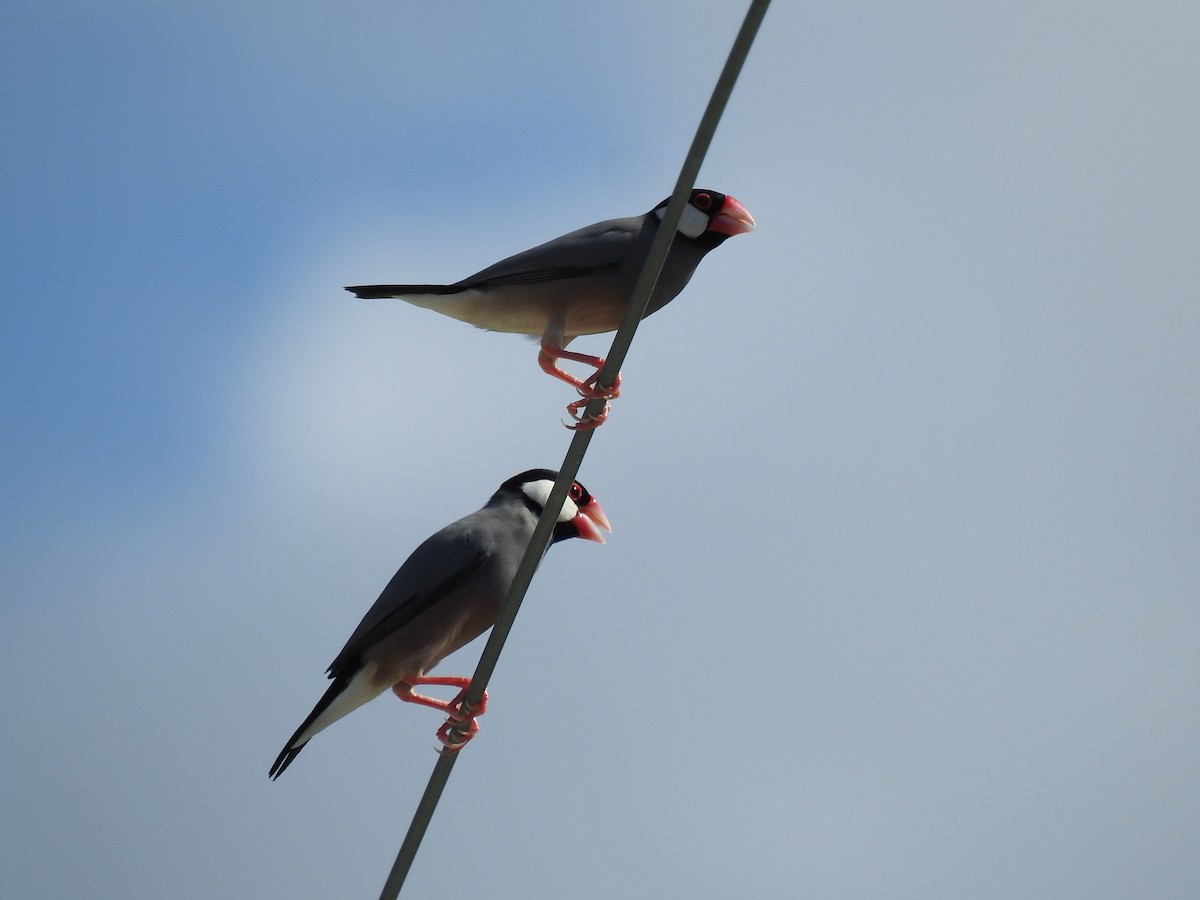 Java Sparrow - ML480099251