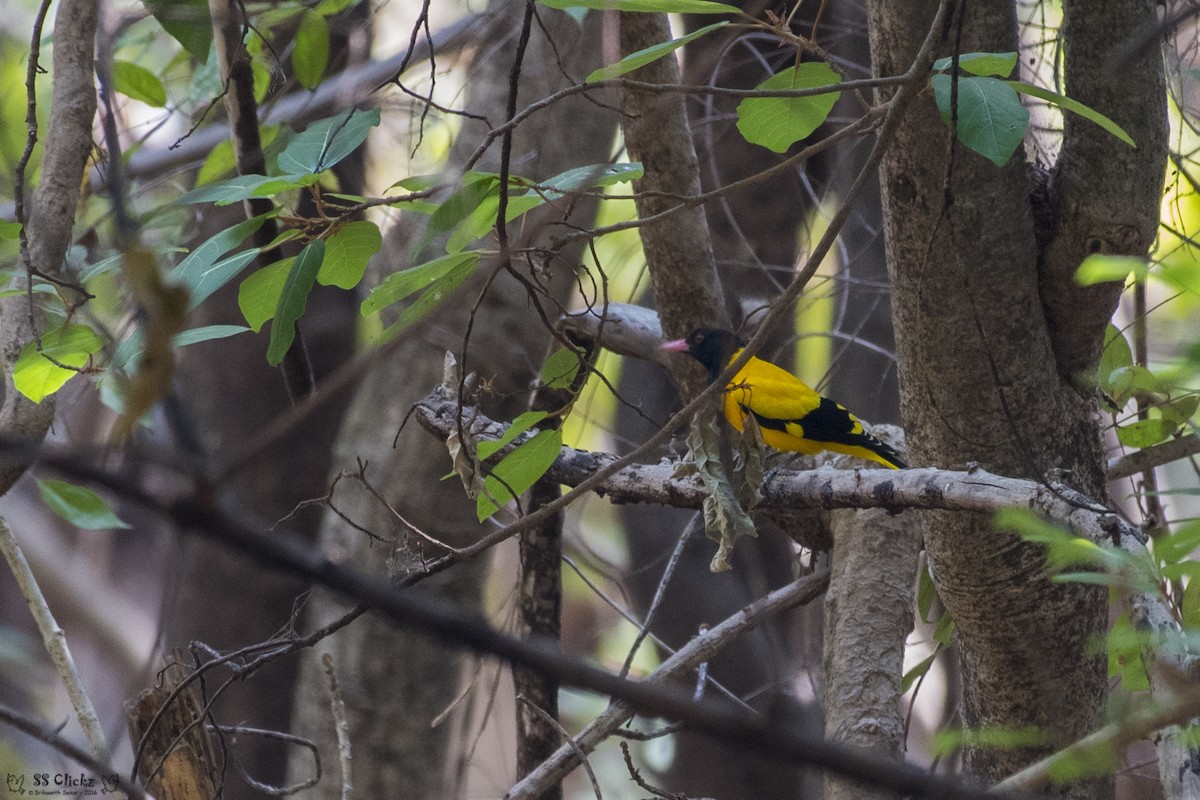 Black-hooded Oriole - ML48010011