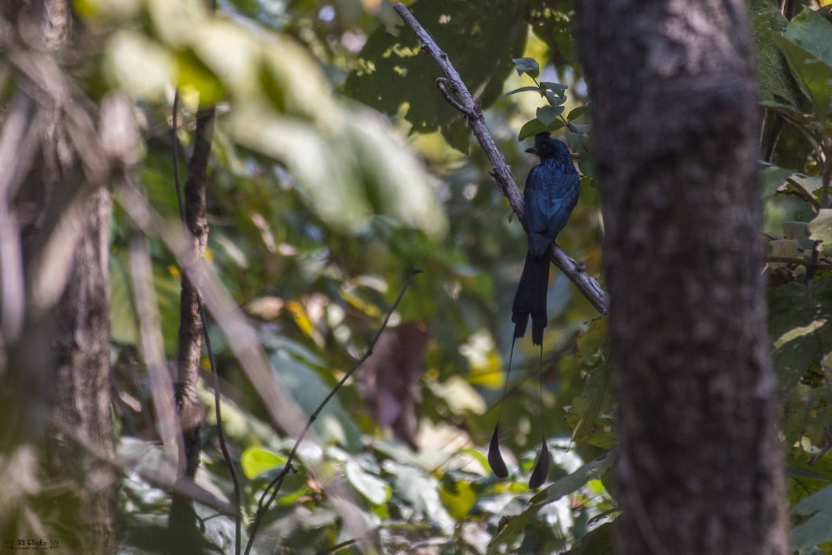 Greater Racket-tailed Drongo - ML48010031