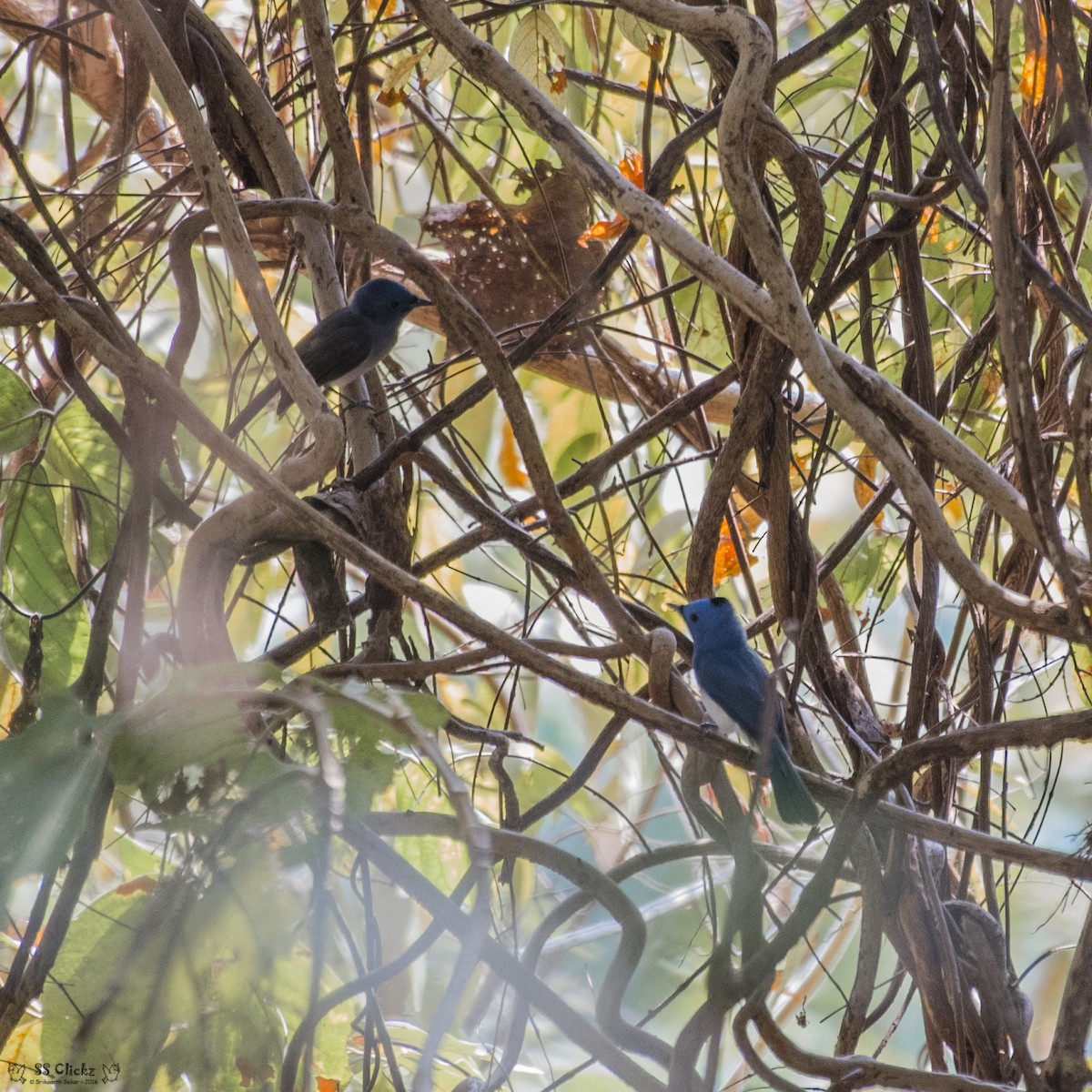 Black-naped Monarch - ML48010131