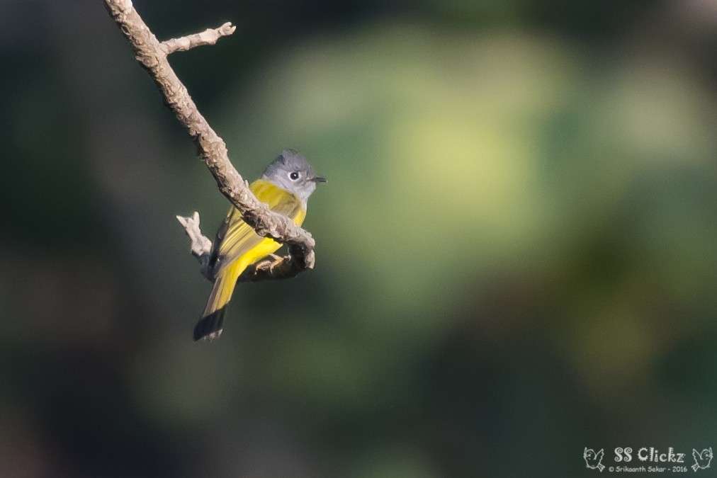 Gray-headed Canary-Flycatcher - ML48010151