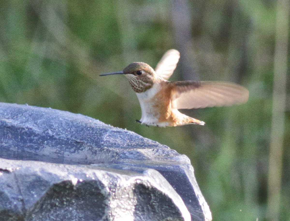 Rufous Hummingbird - ML480101731