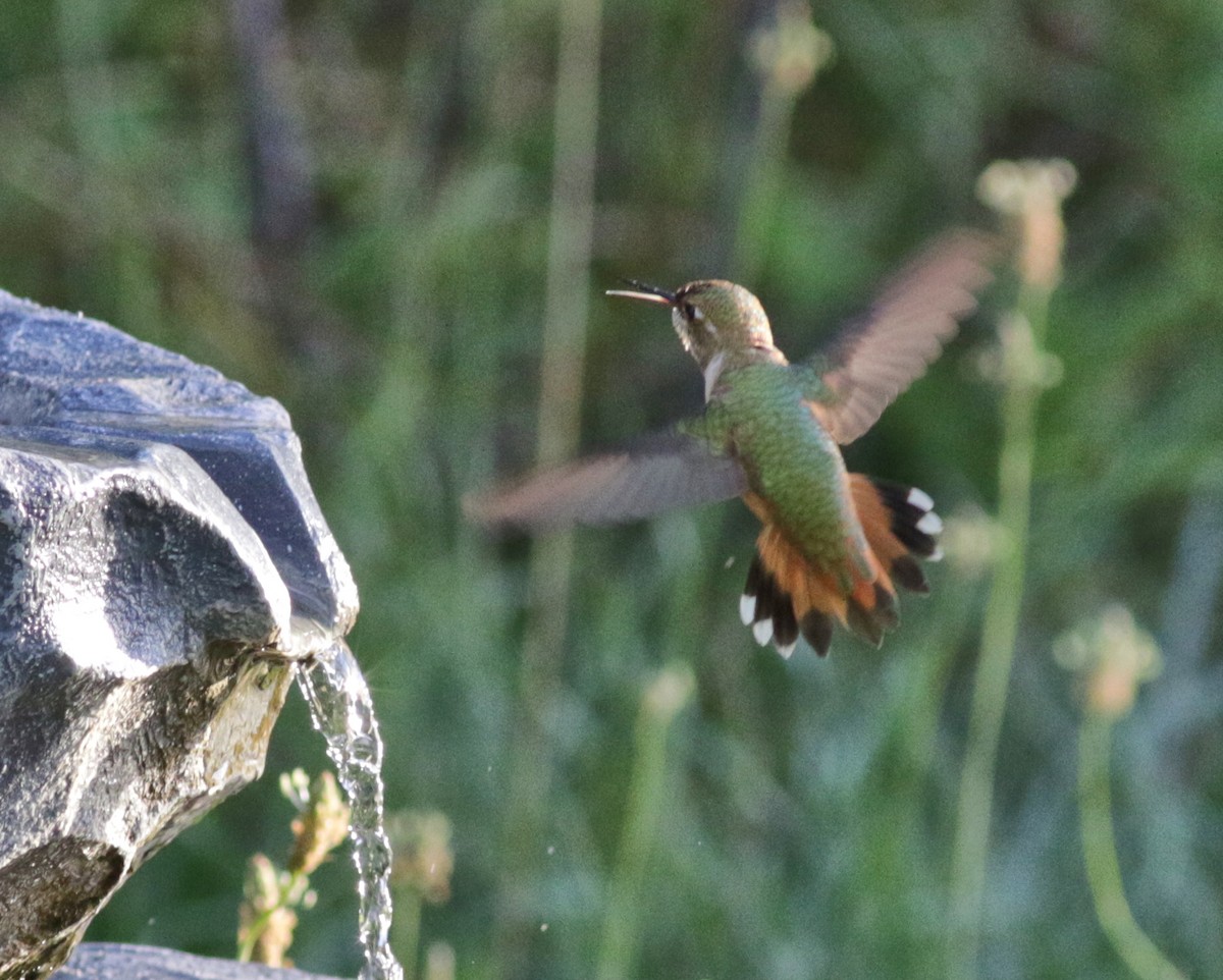 Rufous Hummingbird - ML480101781