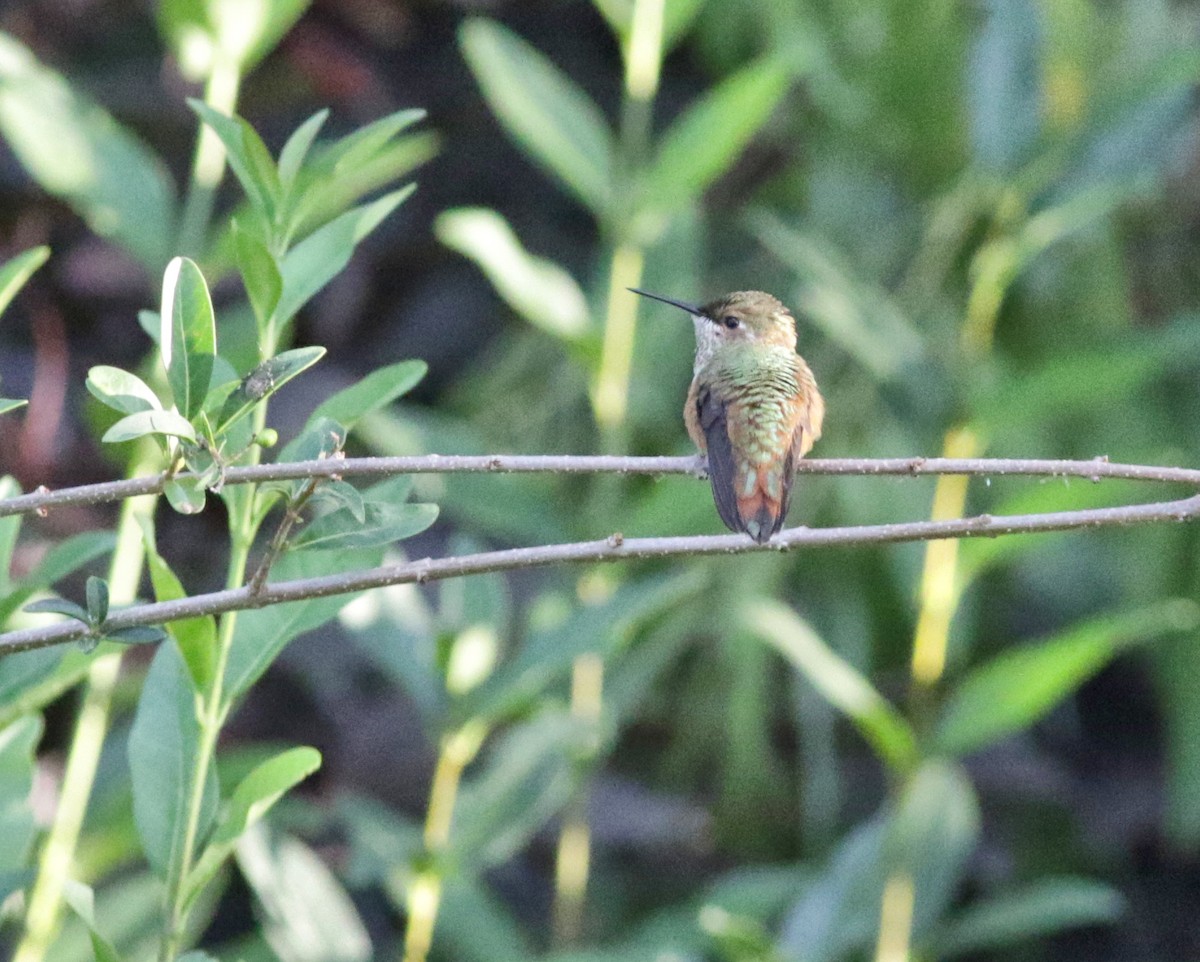 Rufous Hummingbird - ML480101791