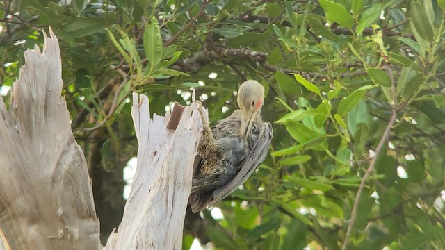 Great Slaty Woodpecker - ML480102251