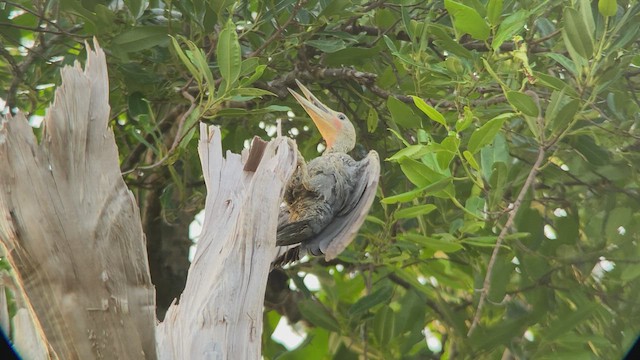 Great Slaty Woodpecker - ML480102311