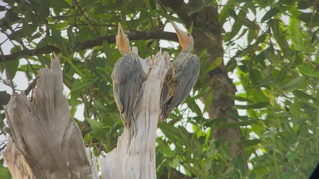 Great Slaty Woodpecker - ML480102351