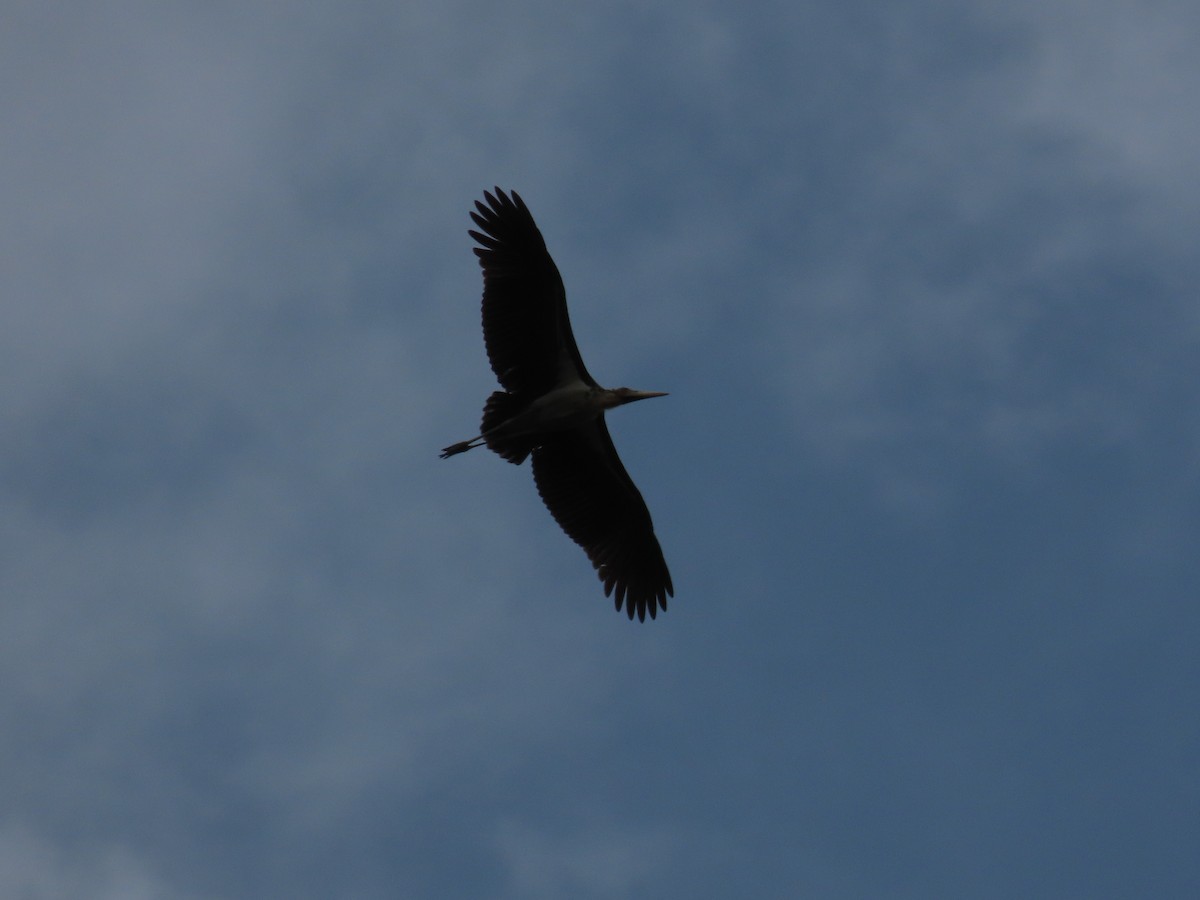 Lesser Adjutant - ML480103841