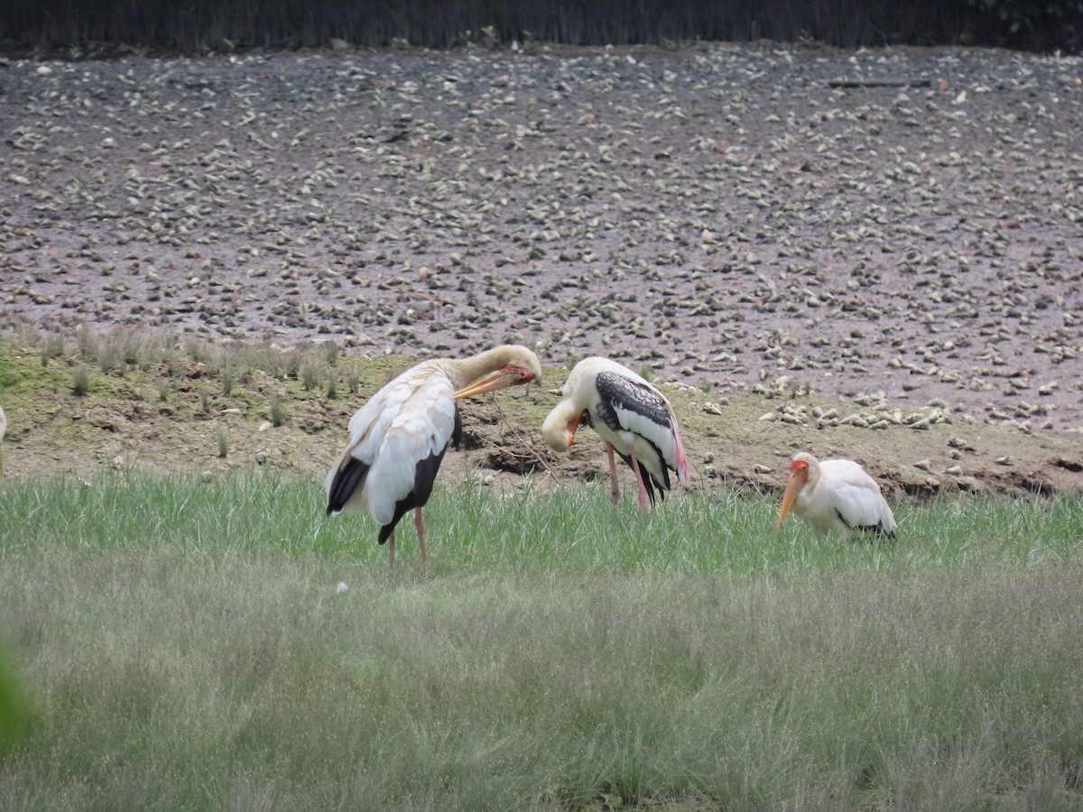 Milky Stork - ML480103881