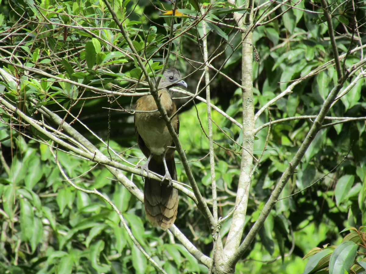 Plain Chachalaca - Sobeida Morales