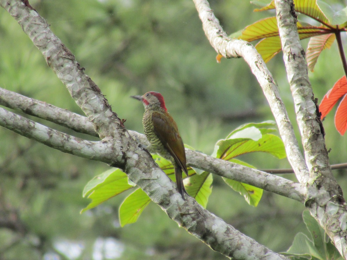 Golden-olive Woodpecker - ML480104611