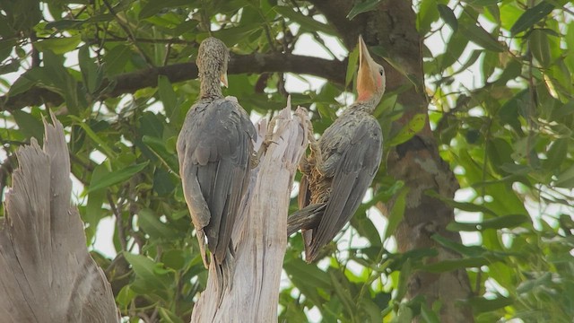 Great Slaty Woodpecker - ML480105001