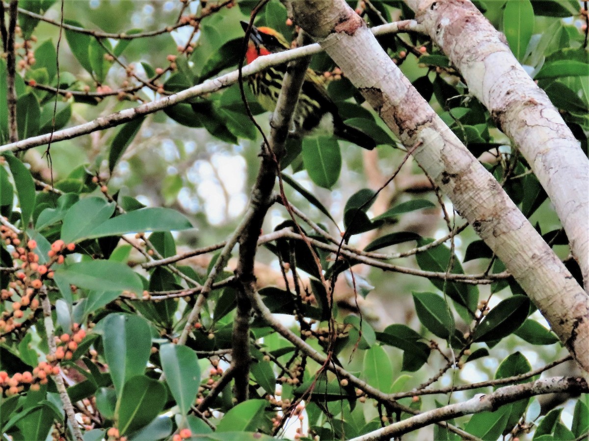 Gilded Barbet - ML480105141