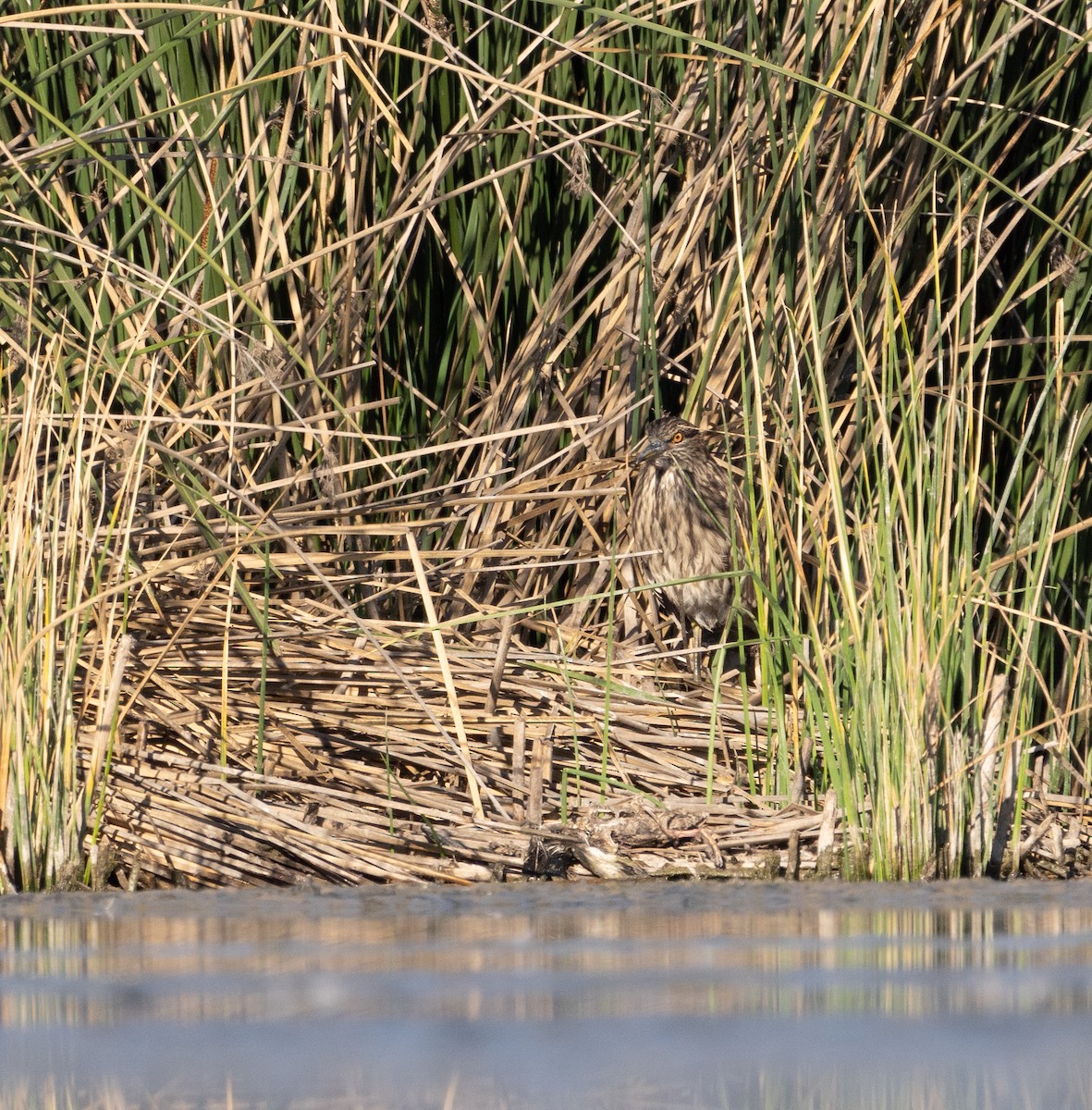 Black-crowned Night Heron - ML480105241