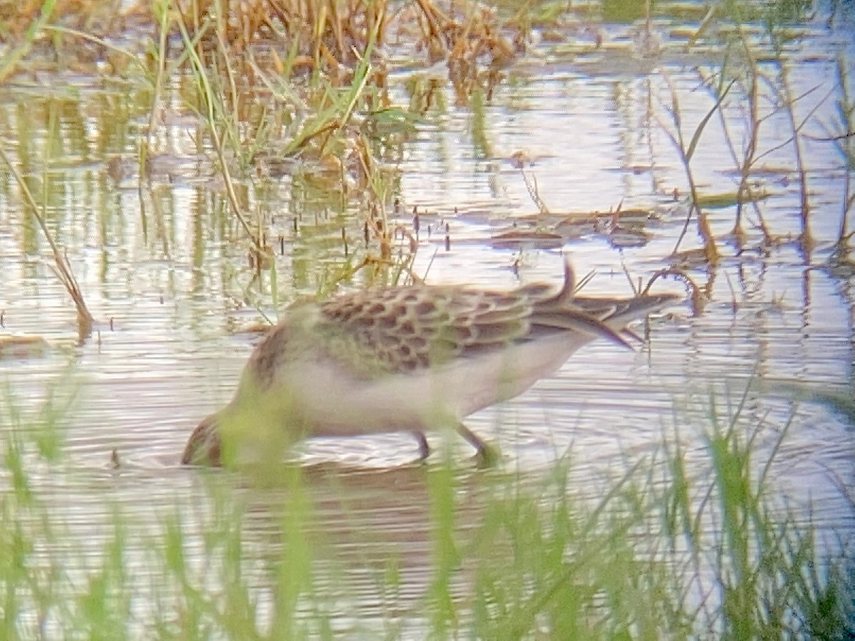 Baird's Sandpiper - ML480105951