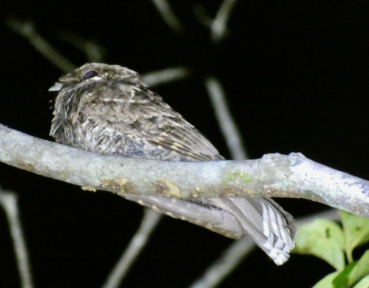 Yucatan Poorwill - ML480106071