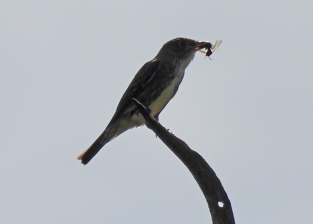 Olive-sided Flycatcher - ML480106341