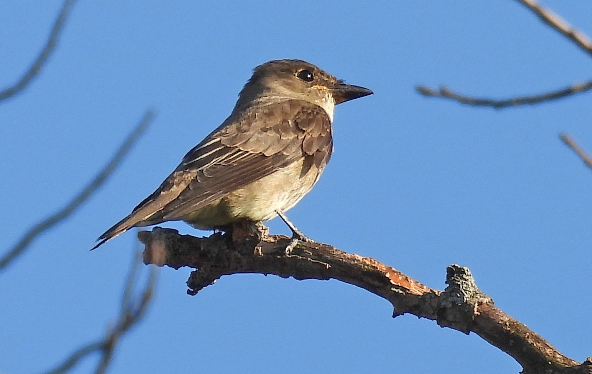 Olive-sided Flycatcher - ML480106731