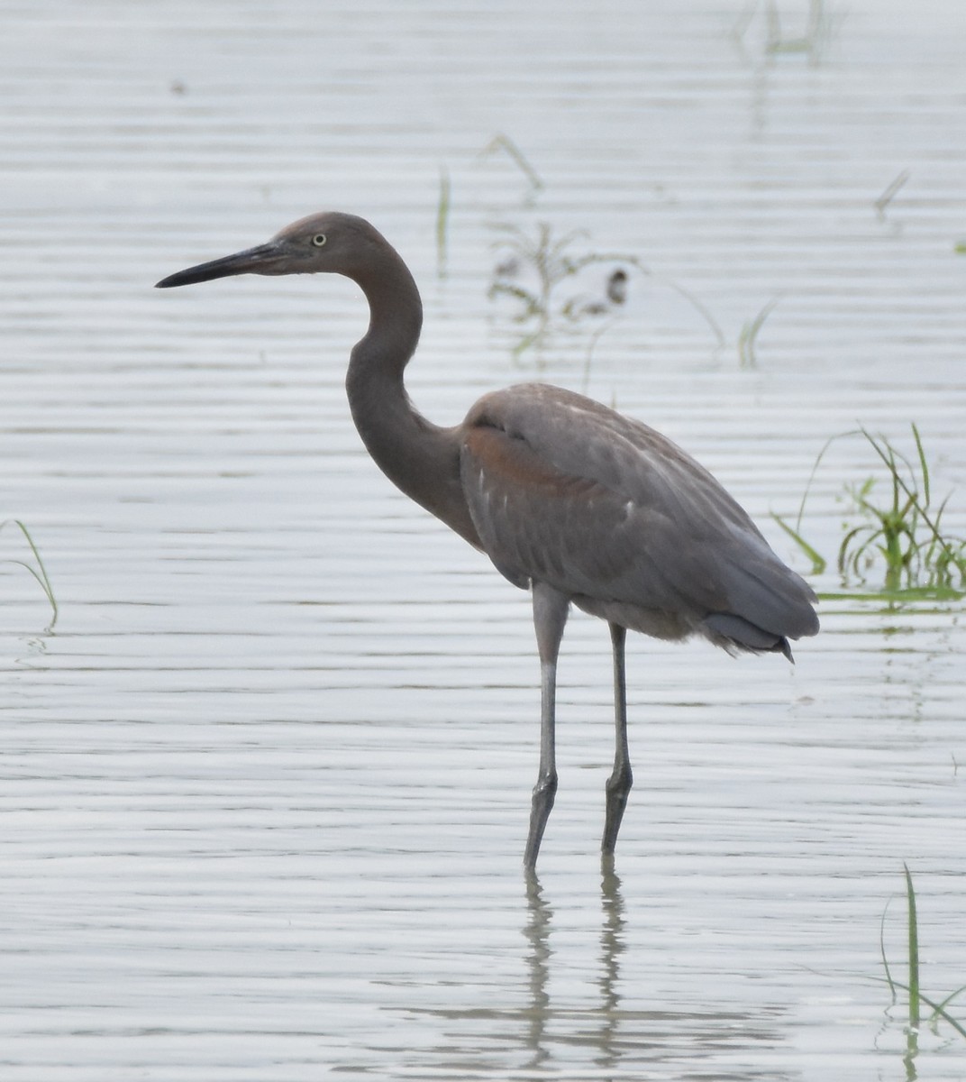 Reddish Egret - ML480108201