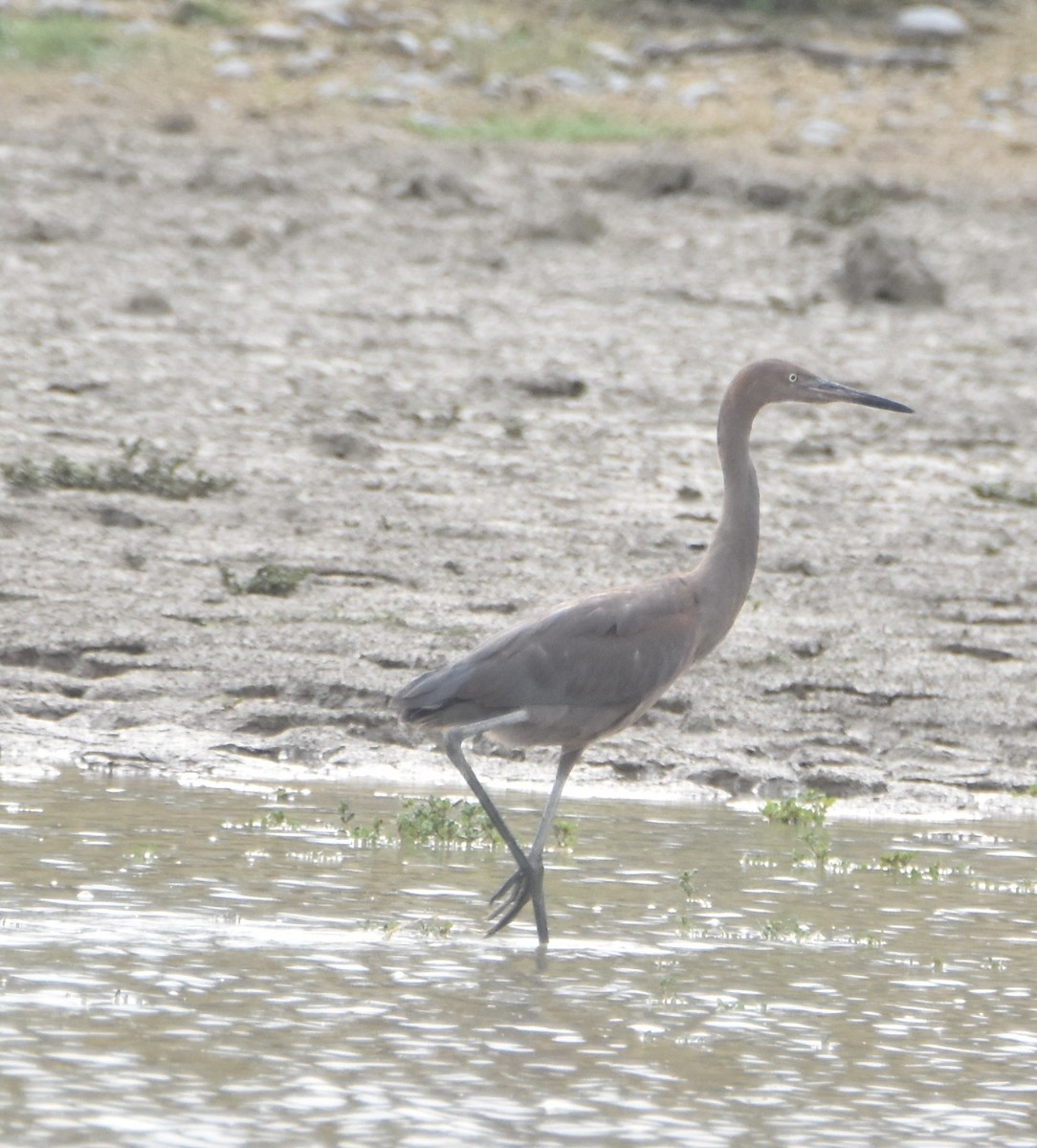 Reddish Egret - Leonardo Guzmán (Kingfisher Birdwatching Nuevo León)