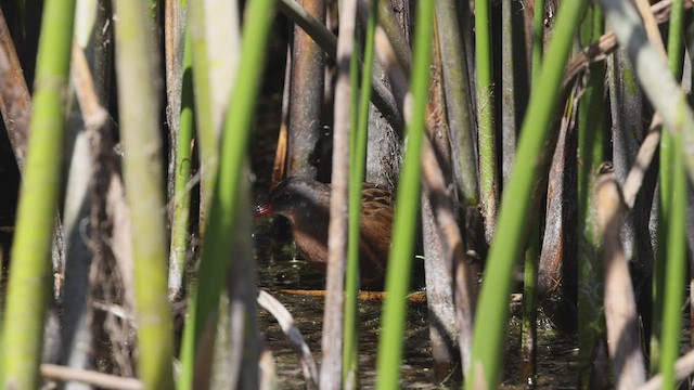 Virginia Rail (Virginia) - ML480108761