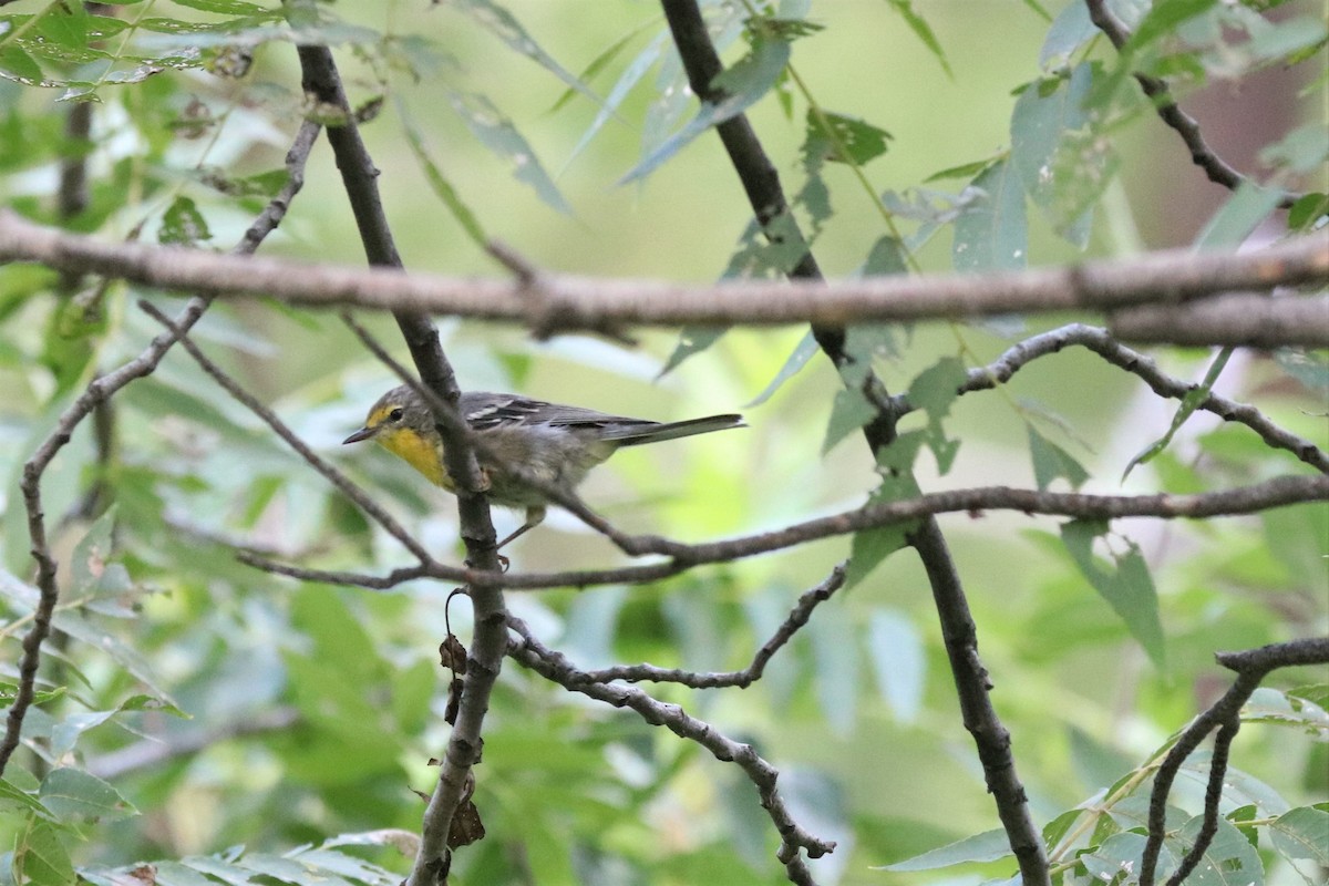 Grace's Warbler - Chris Petrizzo