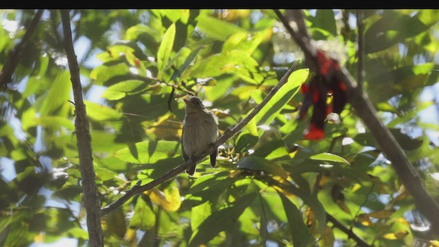 Western Flycatcher (Pacific-slope) - ML480109571