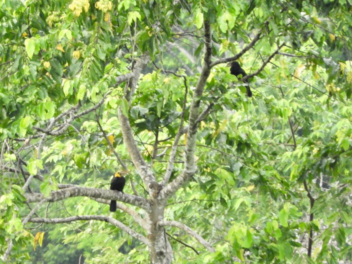 Gelbmasken-Hornvogel (exarhatus) - ML480112531