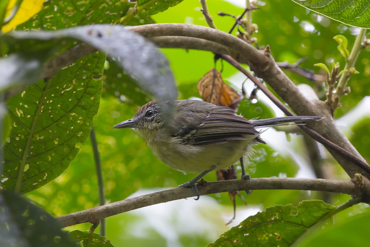 Yellow-breasted Antwren - Loni Ye