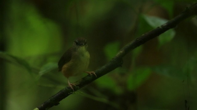 Horsfield's Babbler - ML480113