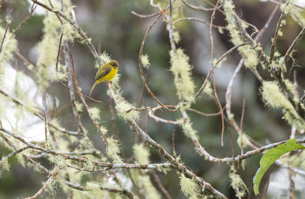 Citrine Canary-Flycatcher - Forest Botial-Jarvis