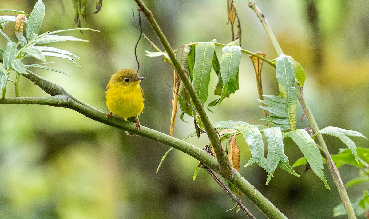 Citrine Canary-Flycatcher - Forest Botial-Jarvis
