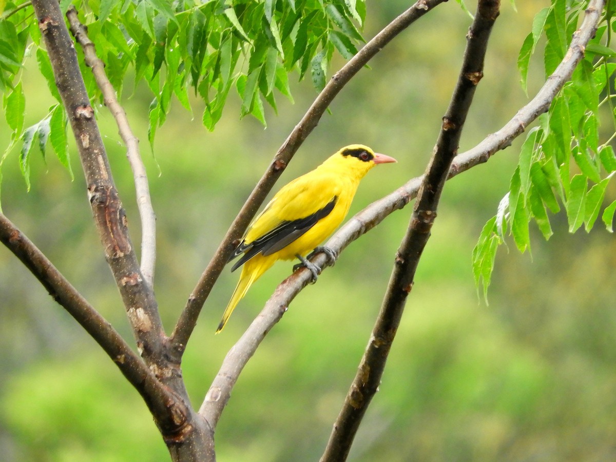 Black-naped Oriole (Sulawesi) - ML480113501