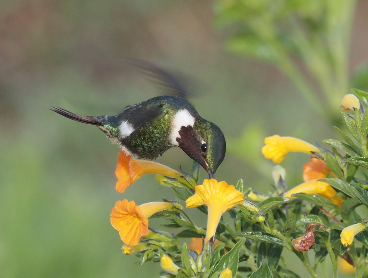 Colibrí de Jourdan - ML480113511