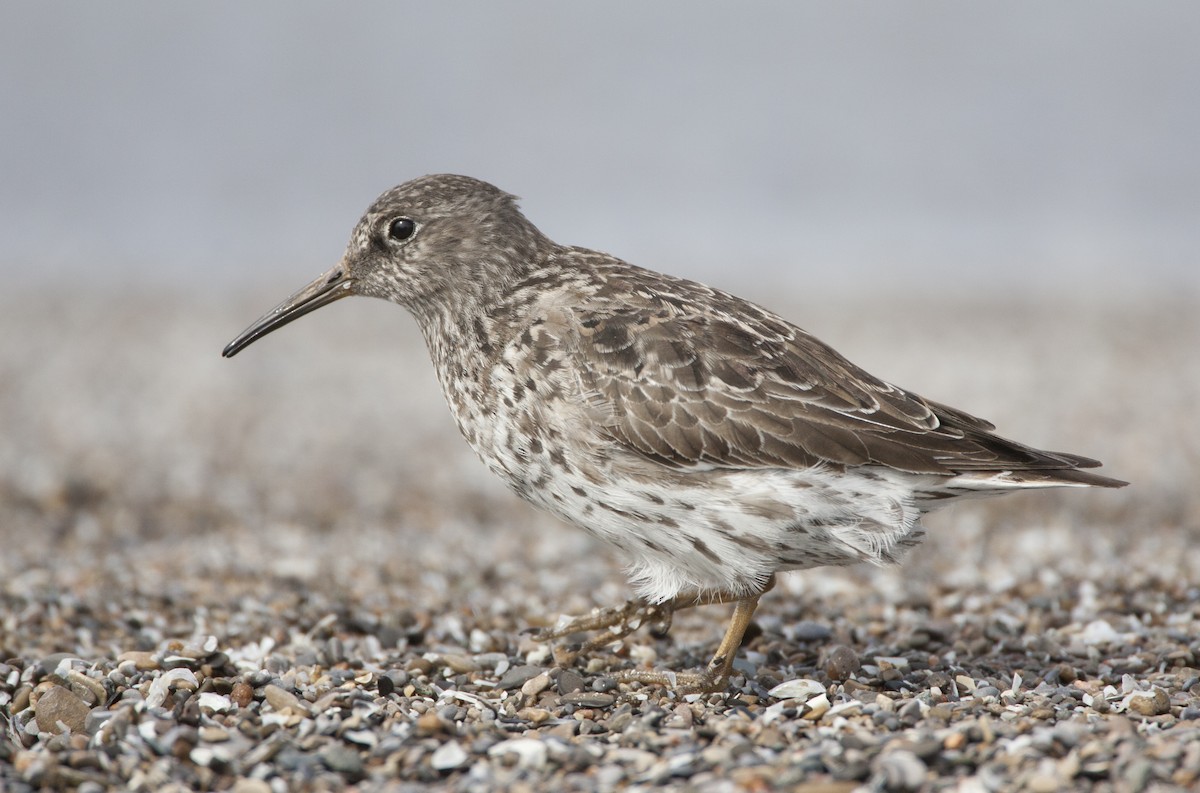 Purple Sandpiper - ML480113941
