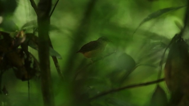 Horsfield's Babbler - ML480114