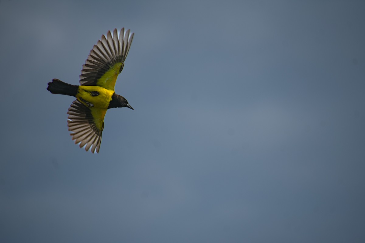 Yellow-rumped Marshbird - Danilo Druetto