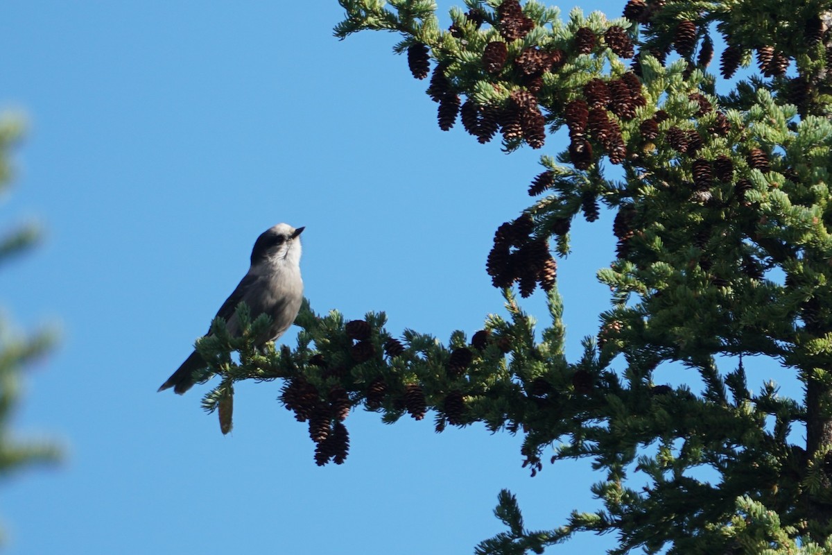 Canada Jay - ML480114881