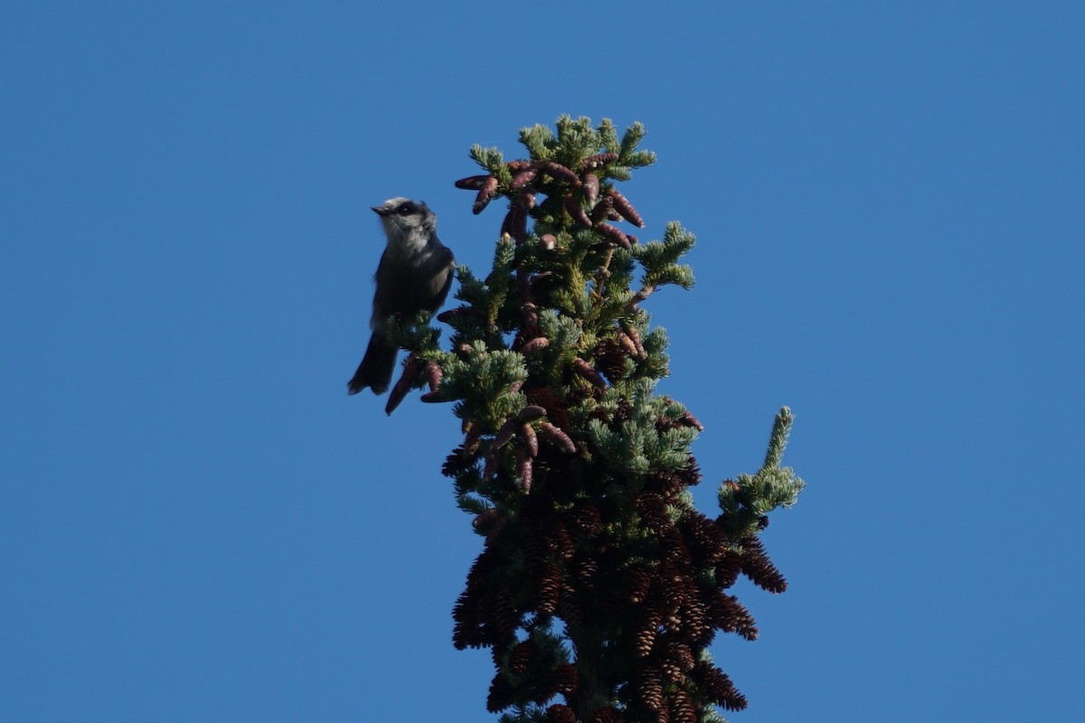Canada Jay - ML480114891