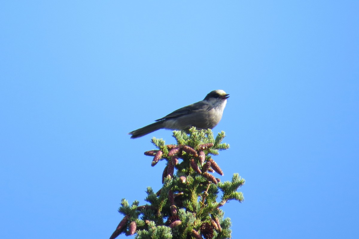 Canada Jay - ML480114901