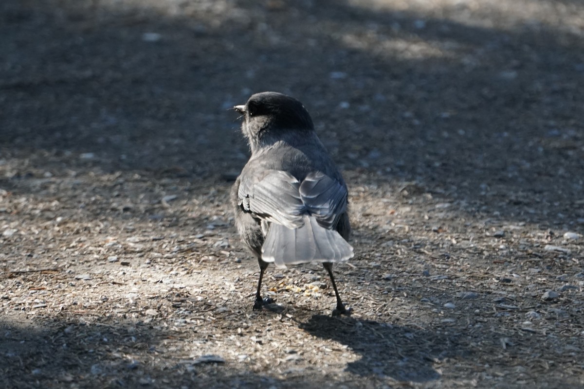 Canada Jay - ML480114911