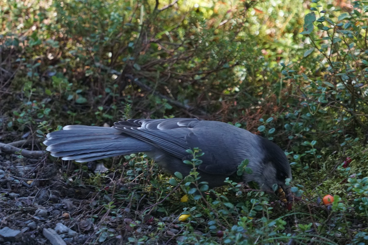 Canada Jay - ML480114921