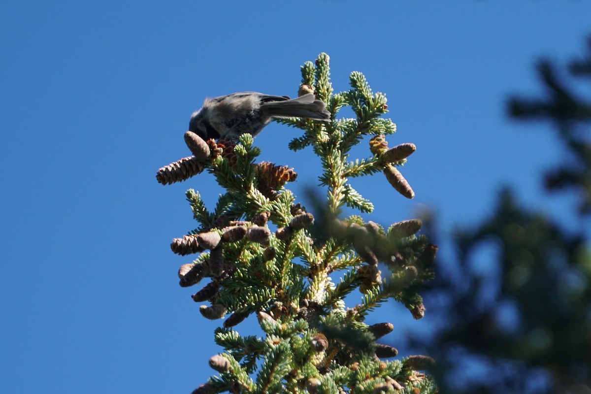 Boreal Chickadee - ML480114951