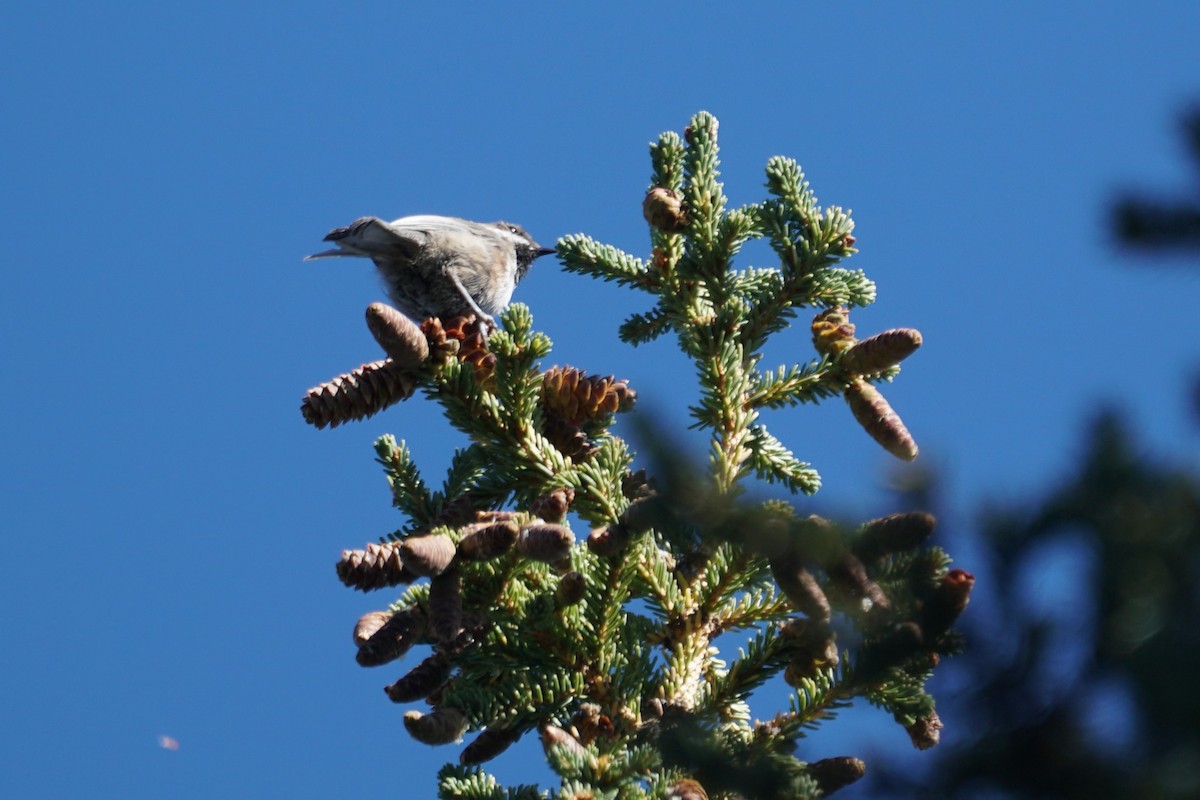 Boreal Chickadee - ML480114961