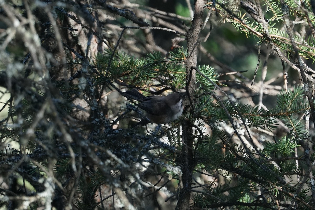 Boreal Chickadee - ML480114971
