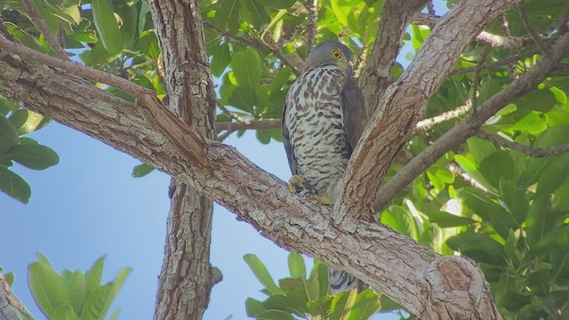 Crested Goshawk - ML480115991