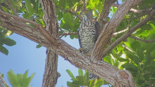 Crested Goshawk - ML480116041