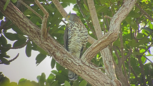 Crested Goshawk - ML480116071