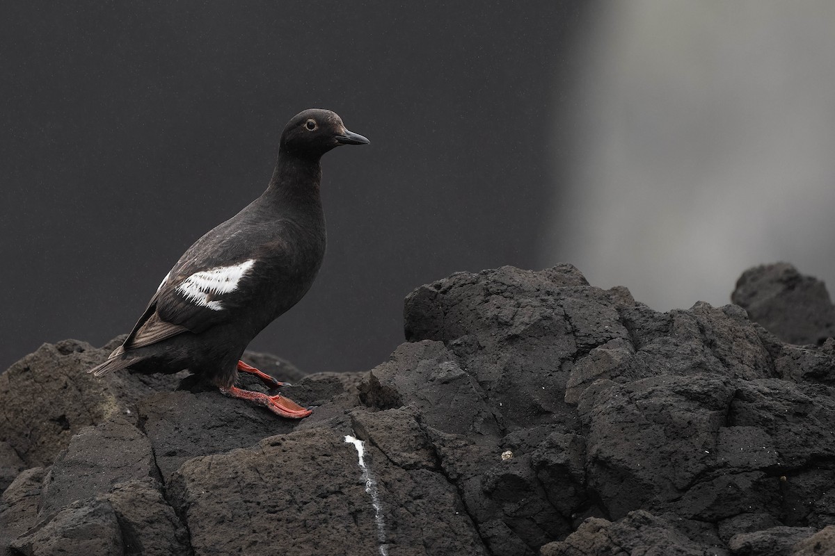 Pigeon Guillemot - ML480116121