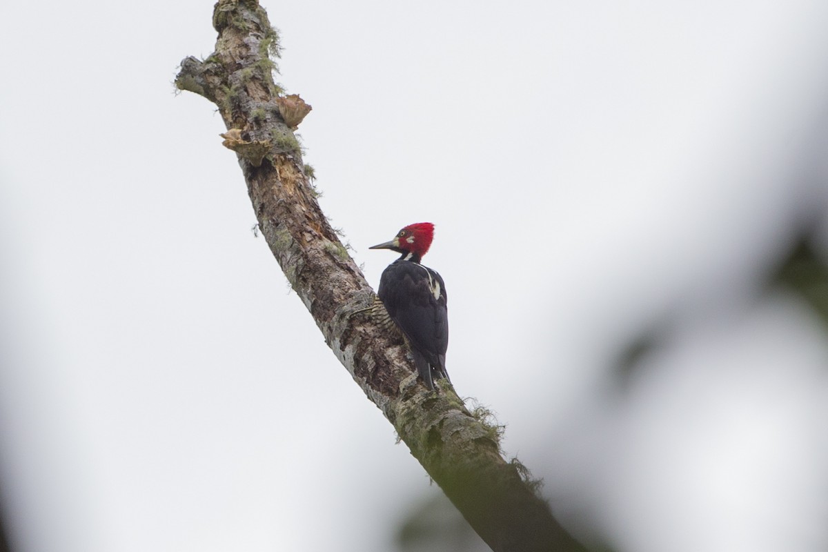 Crimson-crested Woodpecker - Loni Ye